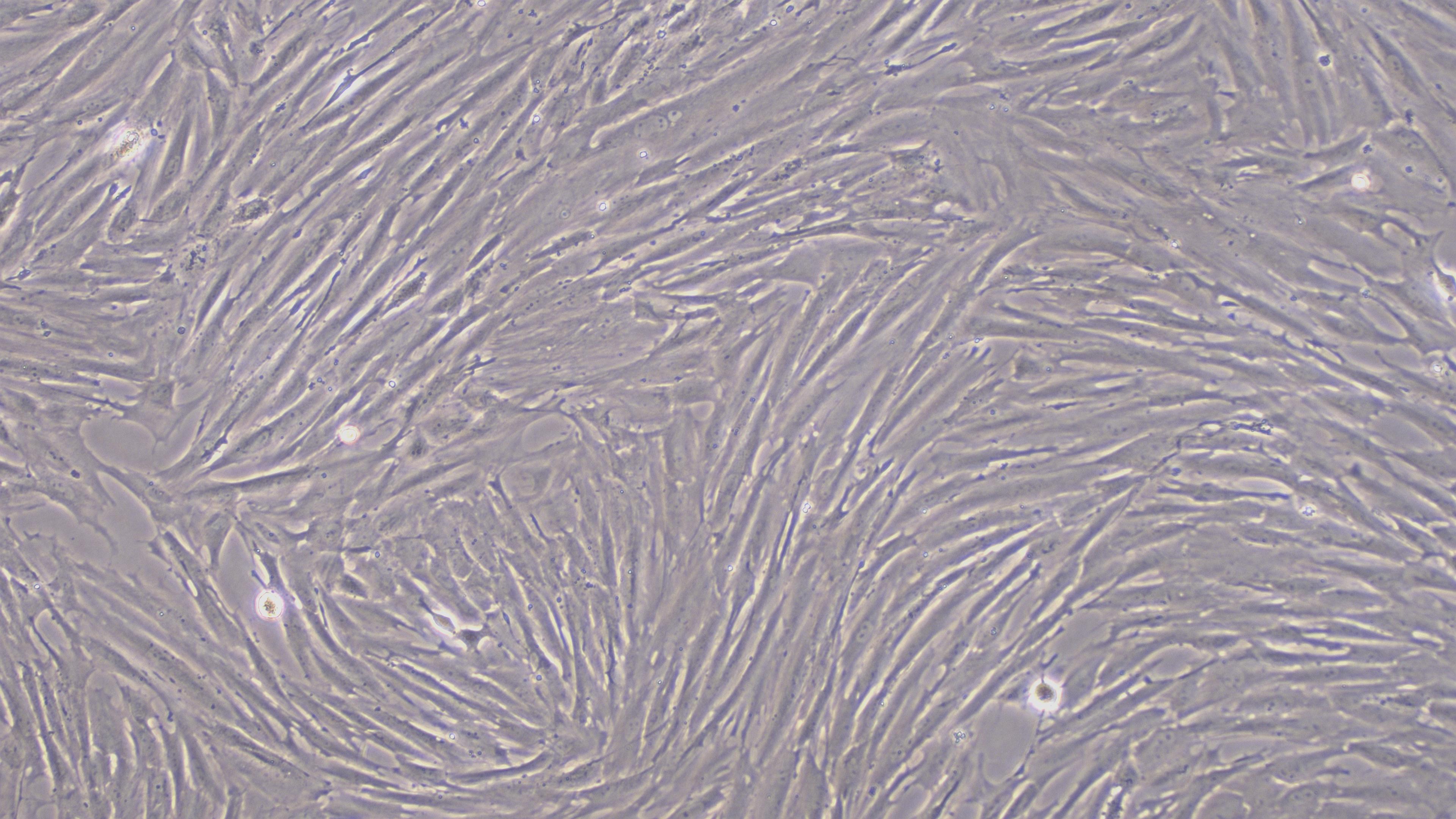 大鼠膀胱基质成纤维细胞(BSF)原代细胞