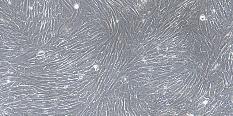 犬气管平滑肌细胞(TSMC)原代细胞
