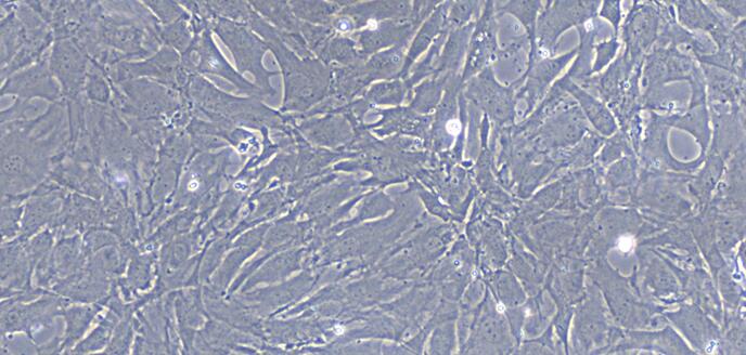 山羊气管平滑肌细胞(TSMC)原代细胞