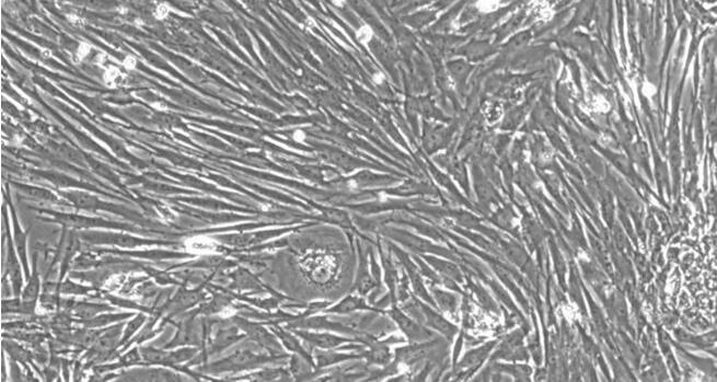 猪气管平滑肌细胞(TSMC)原代细胞