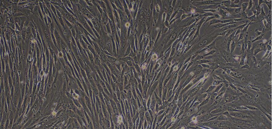 犬新生儿真皮成纤维细胞(NDF)原代细胞