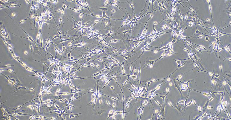 大鼠脑干神经元细胞(BSNC)原代细胞