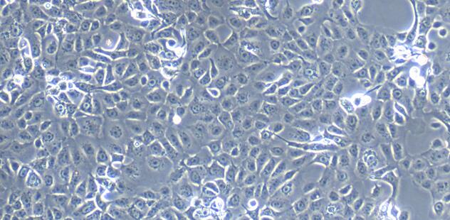 小鼠结肠上皮细胞(CEC)原代细胞