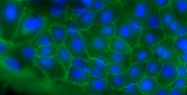 山羊食管上皮细胞(EEC)原代细胞