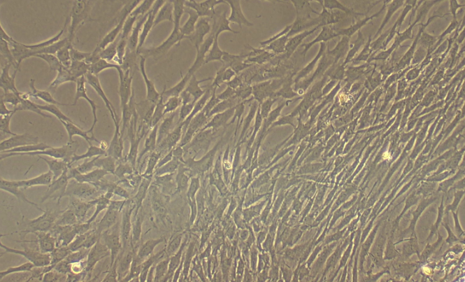 大鼠食管成纤维细胞(EF)原代细胞