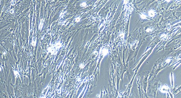 小鼠胃平滑肌细胞(GSMC)原代细胞