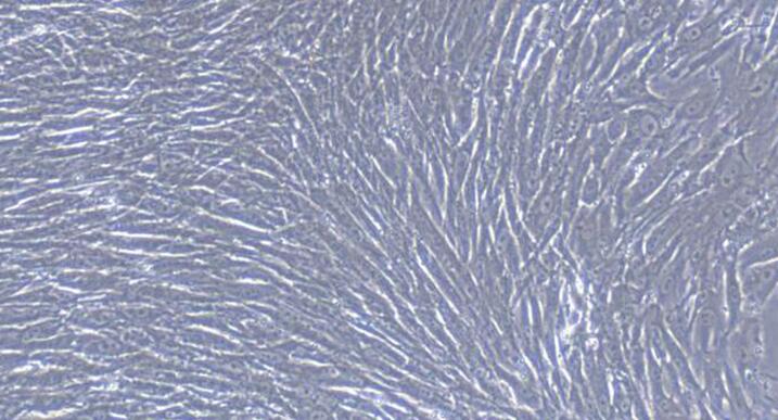 兔胃平滑肌细胞(GSMC)原代细胞