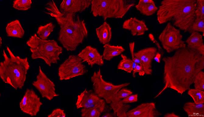 兔髓核细胞(NPC)原代细胞