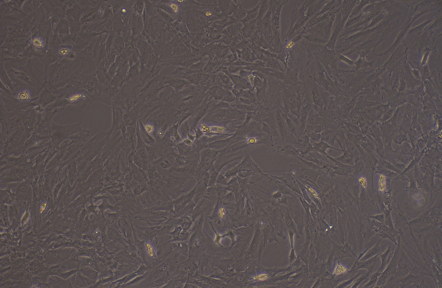 大鼠滑膜细胞(SYC)原代细胞