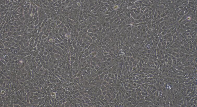 小鼠睾丸内皮细胞(TEC)原代细胞