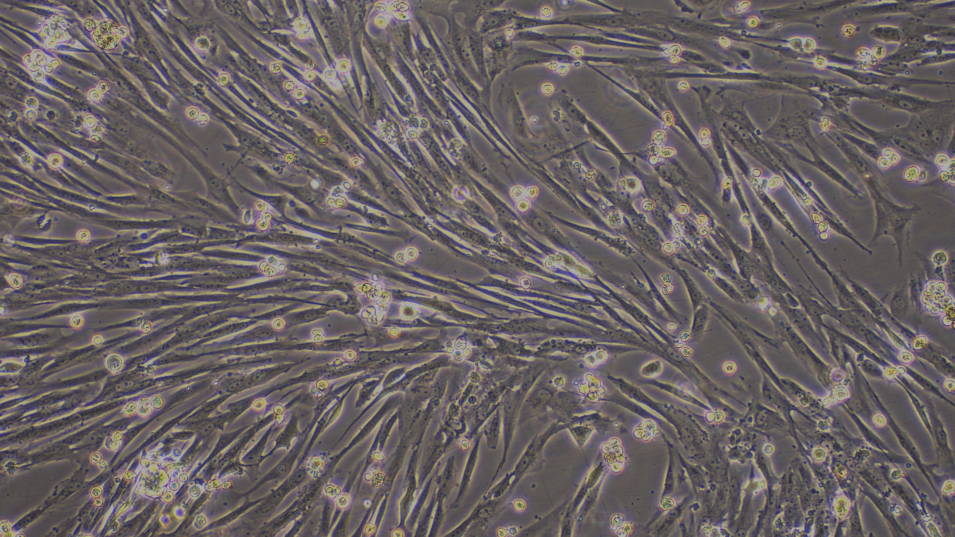 犬卵巢成纤维细胞(OF)原代细胞