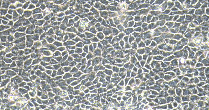 山羊小气道上皮细胞(SAEC)原代细胞