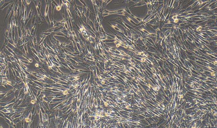 犬心包膜成纤维细胞(PF)原代细胞