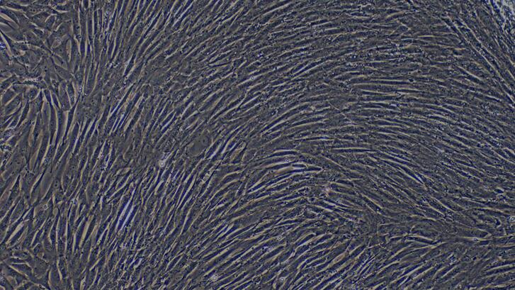 山羊主动脉平滑肌细胞(ASMC)原代细胞