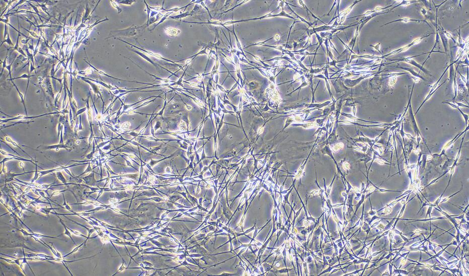 小鼠视网膜神经节细胞(RGC)原代细胞