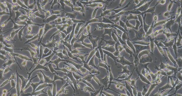 小鼠胚胎成纤维细胞(EF)