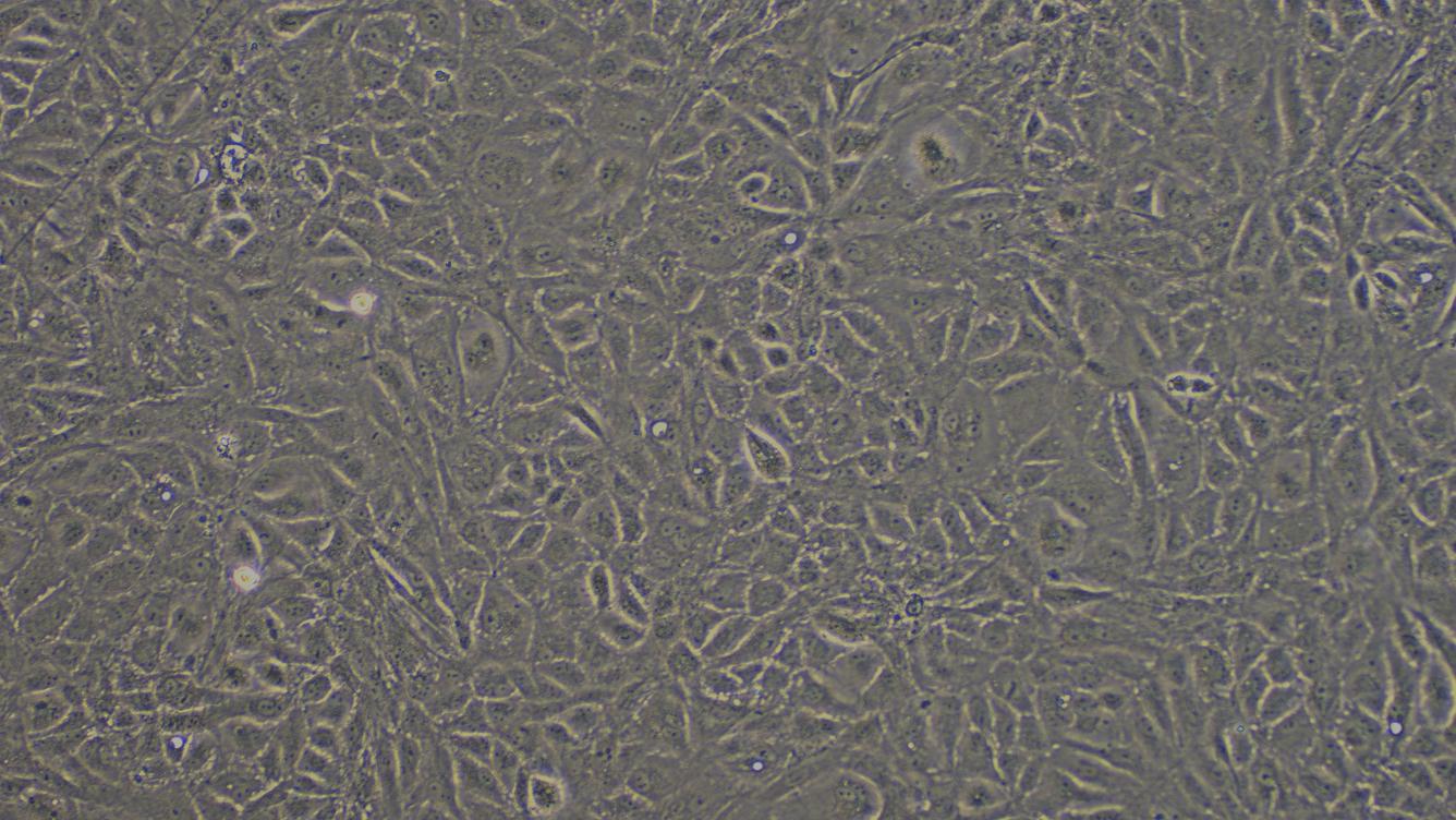兔精原细胞(SPC)原代细胞