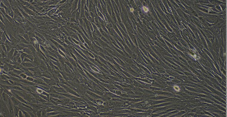 兔卵巢颗粒细胞(OGC)原代细胞