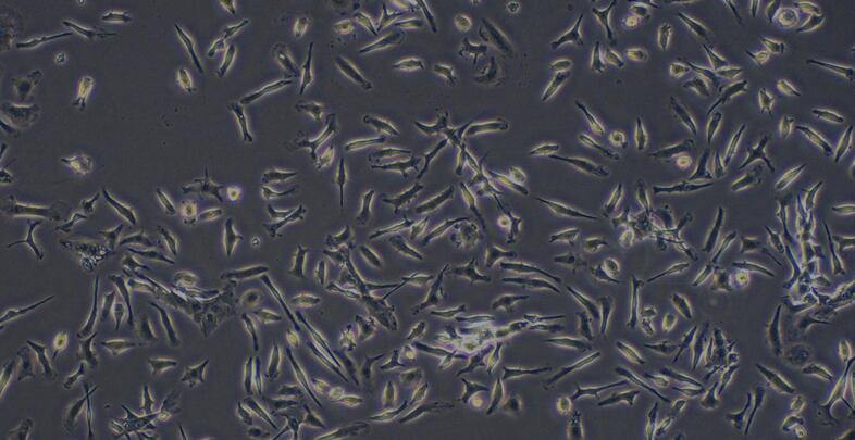 小鼠胸腺巨噬细胞(TM)原代细胞