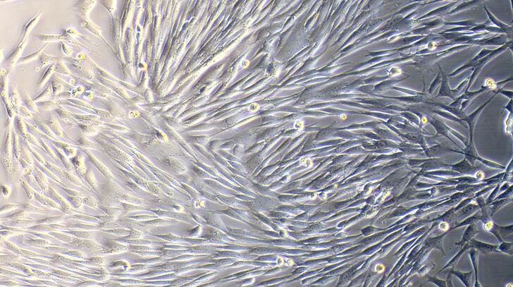 山羊肌腱细胞(TC)原代细胞