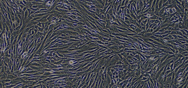 兔尿路成纤维细胞(UTF)原代细胞