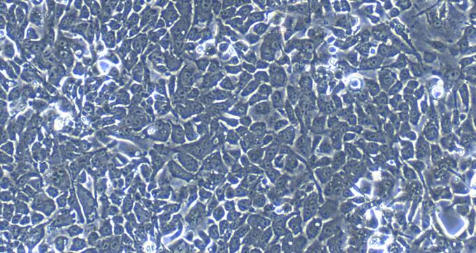 兔输尿管上皮细胞(UEC)原代细胞