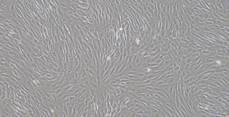 犬肌腱干细胞( TDSC)原代细胞
