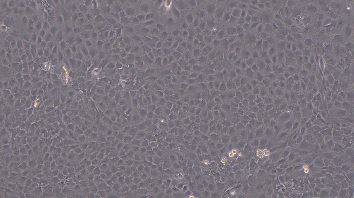 大鼠肌腱干细胞( TDSC)原代细胞