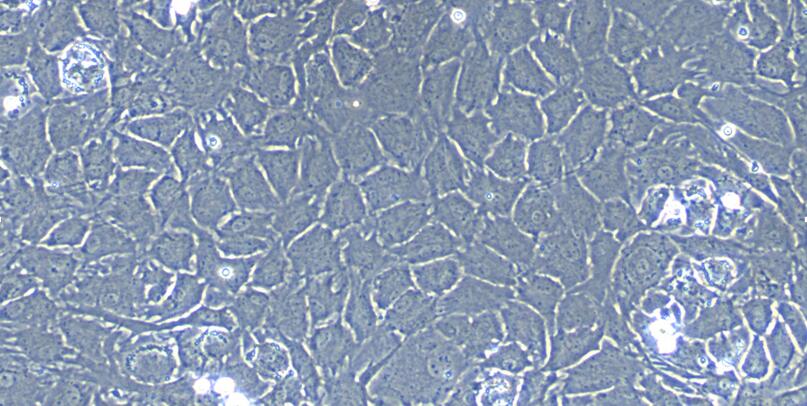 兔半月板软骨细胞(MFCs)原代细胞