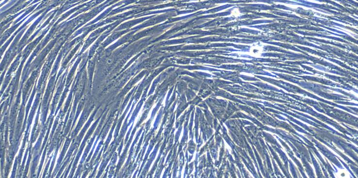 犬胰腺成纤维细胞(PNF)原代细胞