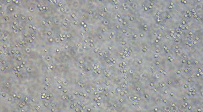 大鼠外周血中性粒细胞(PBNs)原代细胞