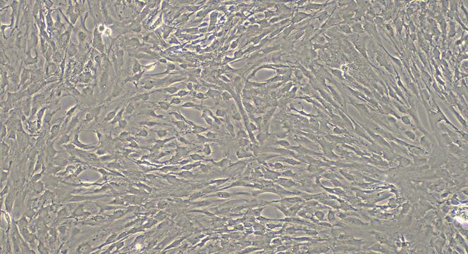 大鼠蛛网膜细胞(AC)原代细胞
