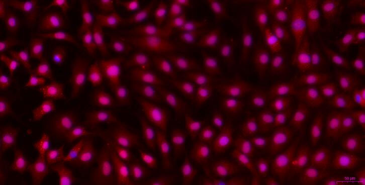 兔气管软骨细胞(TrC)原代细胞