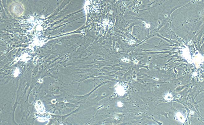 小鼠羊膜间充质干细胞(AMSC)原代细胞