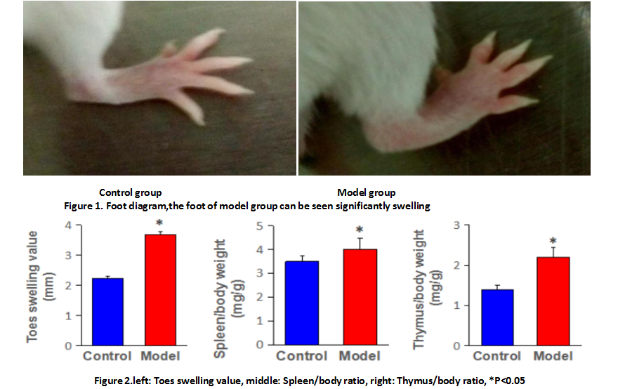 类风湿关节炎(RA)小鼠模型