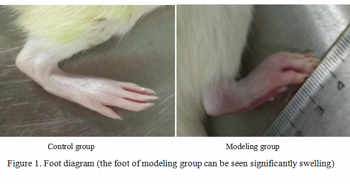 类风湿关节炎(RA)大鼠模型