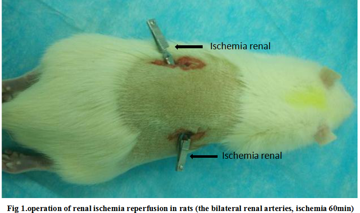 肾缺血再灌注损伤(RIRI)大鼠模型