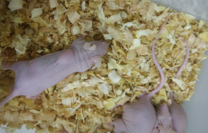 肿瘤移植(TT)小鼠模型