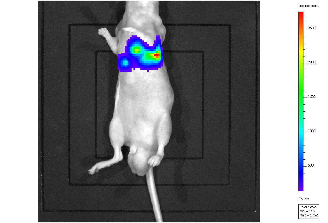 肿瘤移植(TT)小鼠模型