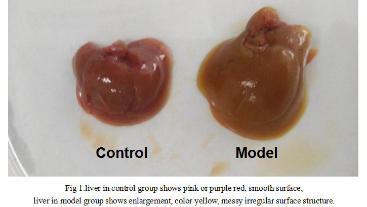 肝内胆汁淤积(IC)小鼠模型