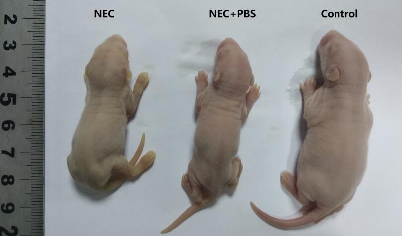坏死性小肠结肠炎(NEC)大鼠模型