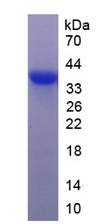 EPA050Mu65.jpg