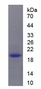 EPA133Cp61.jpg