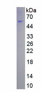 EPA178Hu61.jpg