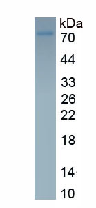 EPA785Si61.jpg