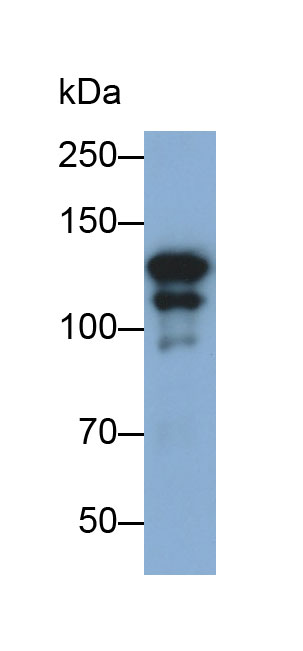 MAB029Hu29.jpg
