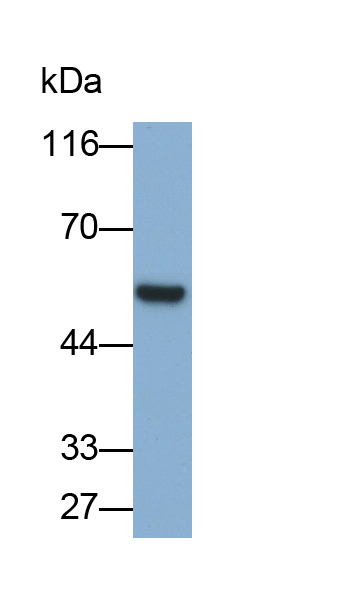 PAA008Ra01.jpg