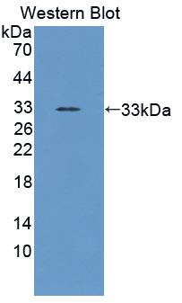 PAA055Ra01.jpg