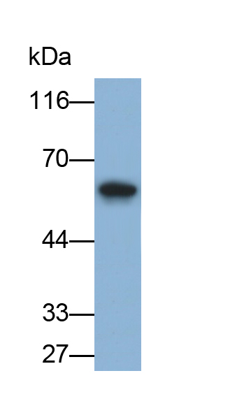 PAA066Ra02.jpg