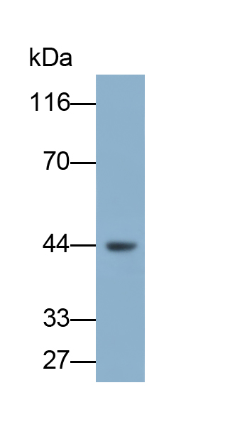 PAA101Mu01.jpg